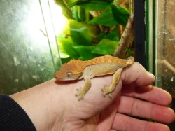 Pagekon řasnatý (Coreolophus ciliatus)