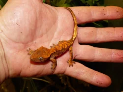 Pagekon řasnatý (Coreolophus ciliatus)