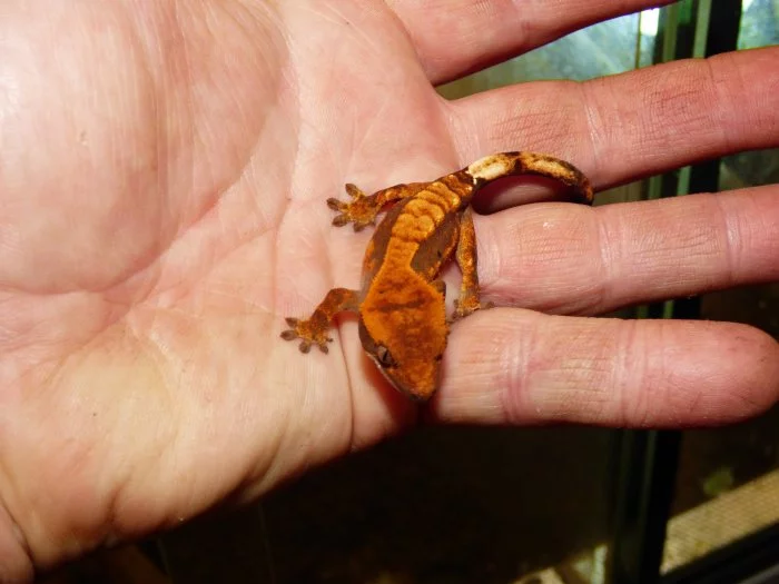 Pagekon řasnatý (Coreolophus ciliatus)