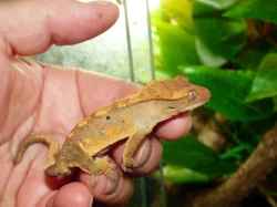 Pagekon řasnatý (Coreolophus ciliatus)