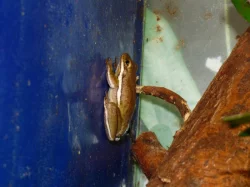 Rosnička karolínská (Hyla cinerea)