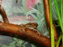 Rosnička karolínská (Hyla cinerea)