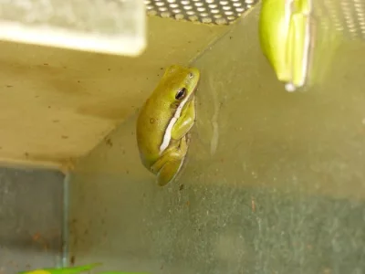 Rosnička karolínská (Hyla cinerea)