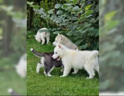 Sibiřského huskyho - štěňátka s PP