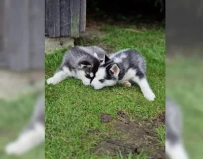 Sibiřského huskyho - štěňátka s PP