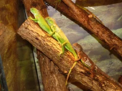 Leguán zelený (Iguana iguana)