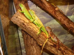 Leguán zelený (Iguana iguana)