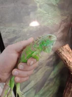 Leguán zelený (Iguana iguana)