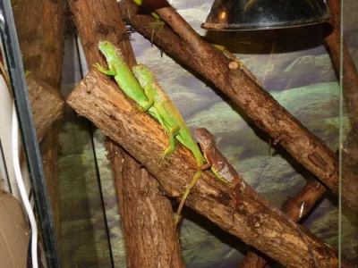 Leguán zelený (Iguana iguana)