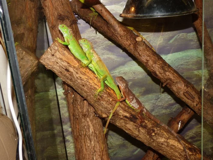 Leguán zelený (Iguana iguana)