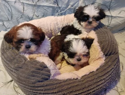 Shih - tzu - prodáme štěňátka bez pp