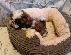 Shih - tzu - prodáme štěňátka bez pp