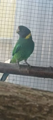 Koupím Barnard límcový velký 0.1.25