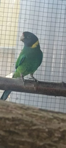 Koupím Barnard límcový velký 0.1.25