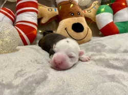 Welsh Corgi Cardigan s PP