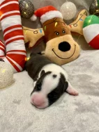 Welsh Corgi Cardigan s PP