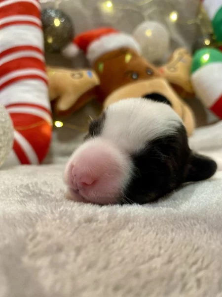 Welsh Corgi Cardigan s PP