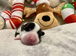 Welsh Corgi Cardigan s PP