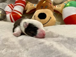 Welsh Corgi Cardigan s PP