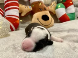 Welsh Corgi Cardigan s PP