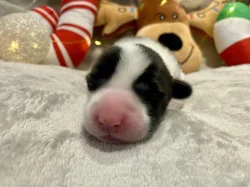 Welsh Corgi Cardigan s PP