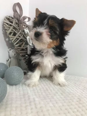 Yorkšírský teriér (Jorkšírský teriér)