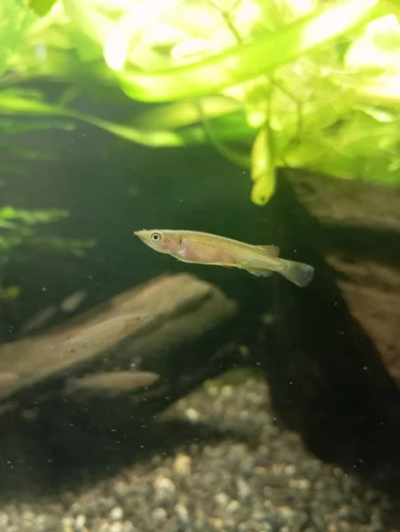 Nomorhamphus celebensis