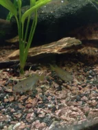 Nomorhamphus celebensis