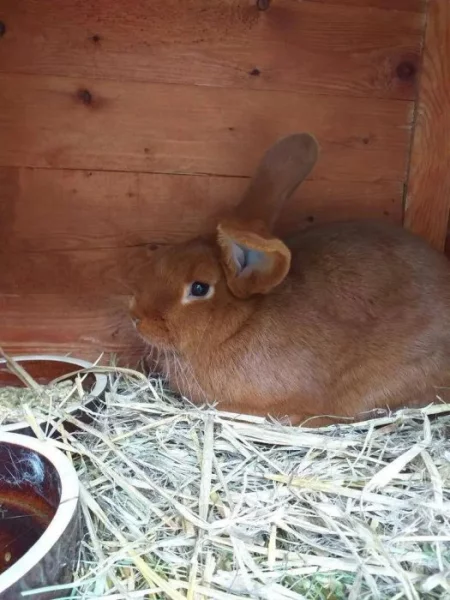 Prodám Novozélandského červeného (Nč)