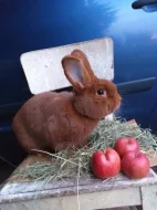 Prodám Novozélandského červeného (Nč)