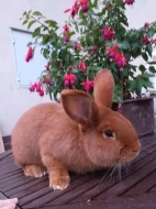 Prodám Novozélandského červeného (Nč)