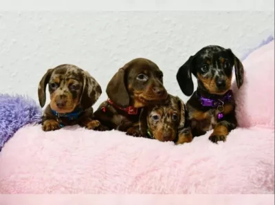 Jezevčík hladkosrstý štěňata s PP