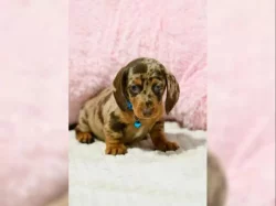 Jezevčík hladkosrstý štěňata s PP