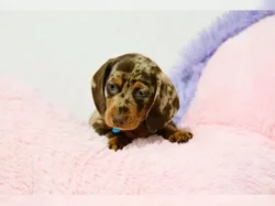 Jezevčík hladkosrstý štěňata s PP