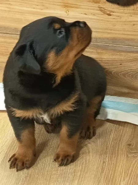 Štěňata RTW, rotvajler, rottweiler