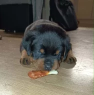 Štěňata RTW, rotvajler, rottweiler
