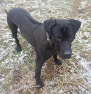 Štěňata křížence Rhodéského ridgebacka