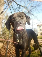 Štěňata křížence Rhodéského ridgebacka