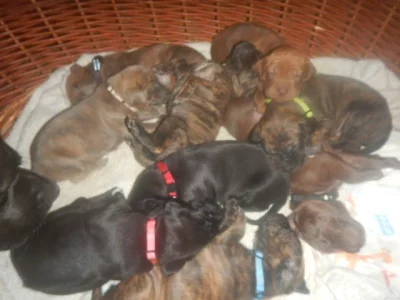 Štěňata křížence Rhodéského ridgebacka