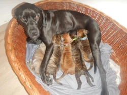 Štěňata křížence Rhodéského ridgebacka