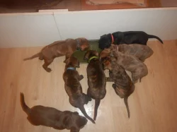 Štěňata křížence Rhodéského ridgebacka