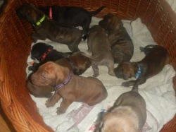 Štěňata křížence Rhodéského ridgebacka