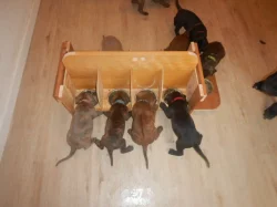 Štěňata křížence Rhodéského ridgebacka