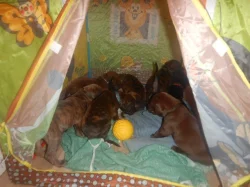 Štěňata křížence Rhodéského ridgebacka