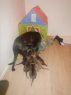 Štěňata křížence Rhodéského ridgebacka