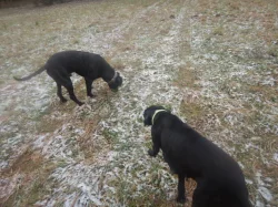 Štěňata křížence Rhodéského ridgebacka