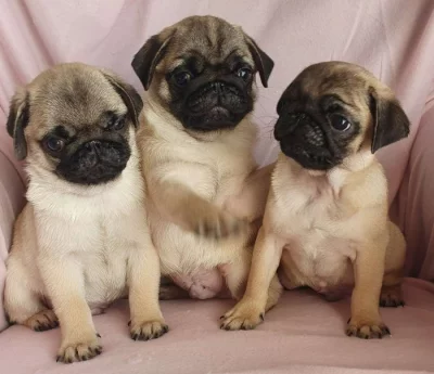 Mopslík - prodáme štěňátka bez pp