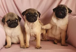 Mopslík - prodáme štěňátka bez pp