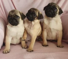 Mopslík - prodáme štěňátka bez pp