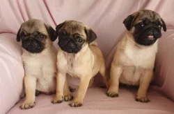 Mopslík - prodáme štěňátka bez pp